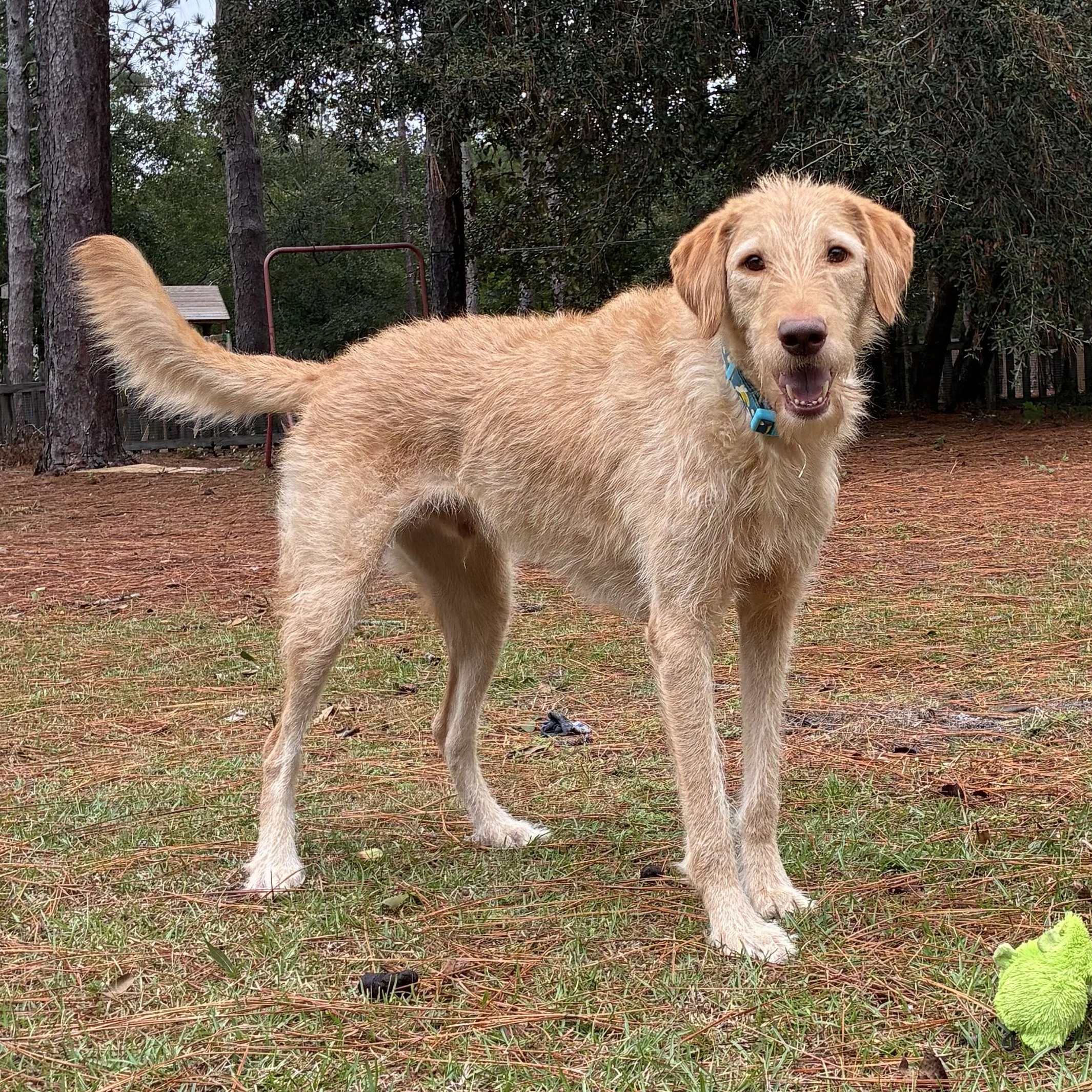 JASPER-NORTH CAROLINA, an adoptable Labrador Retriever, Labradoodle in WILMINGTON, NC, 28411 | Photo Image 5