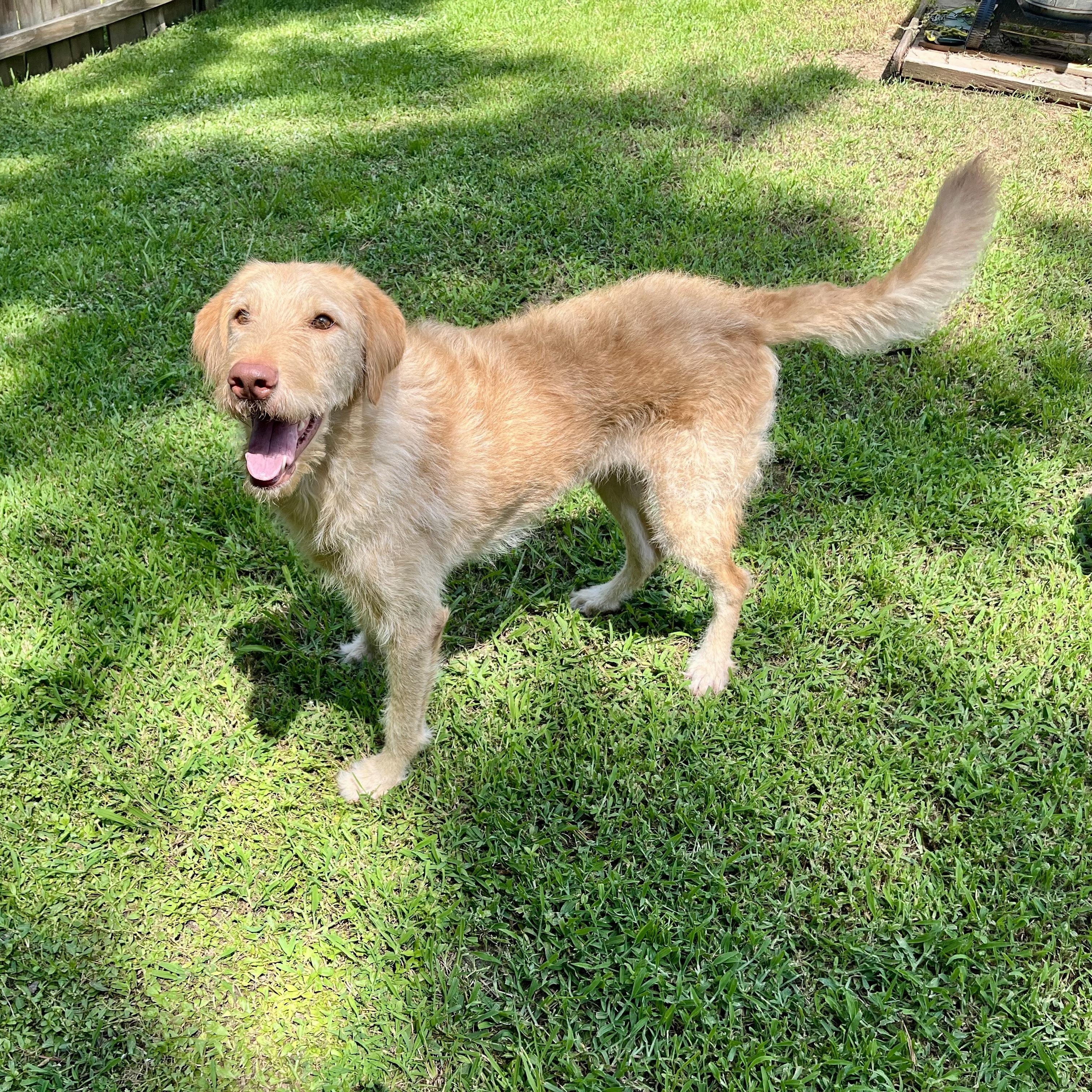 JASPER-NORTH CAROLINA, an adoptable Labrador Retriever, Labradoodle in WILMINGTON, NC, 28411 | Photo Image 2