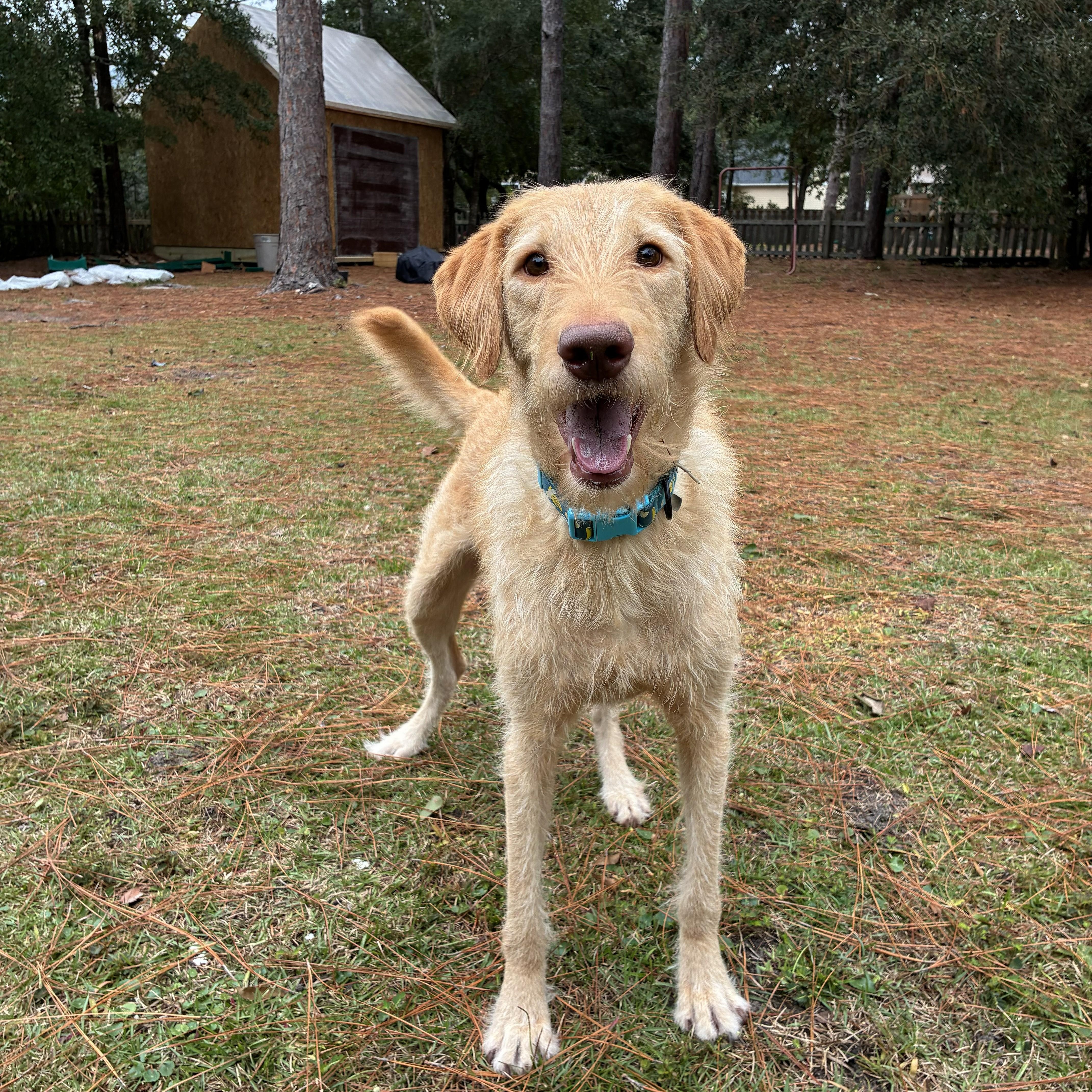 JASPER-NORTH CAROLINA, an adoptable Labrador Retriever, Labradoodle in WILMINGTON, NC, 28411 | Photo Image 4
