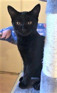 Zara, a Adoptable Domestic Short Hair in Seal Beach, CA image 1/3