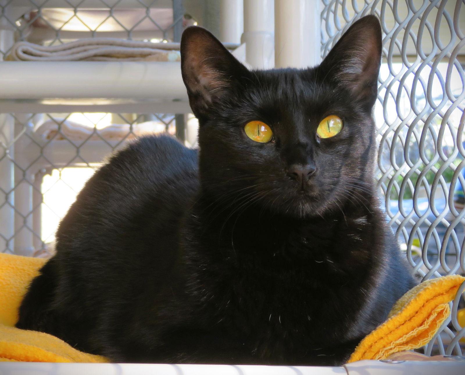 Zara, a Adoptable Domestic Short Hair in Seal Beach, CA image 2/3