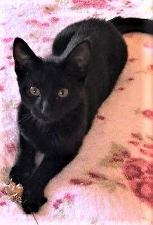 Zara, a Adoptable Domestic Short Hair in Seal Beach, CA image 3/3