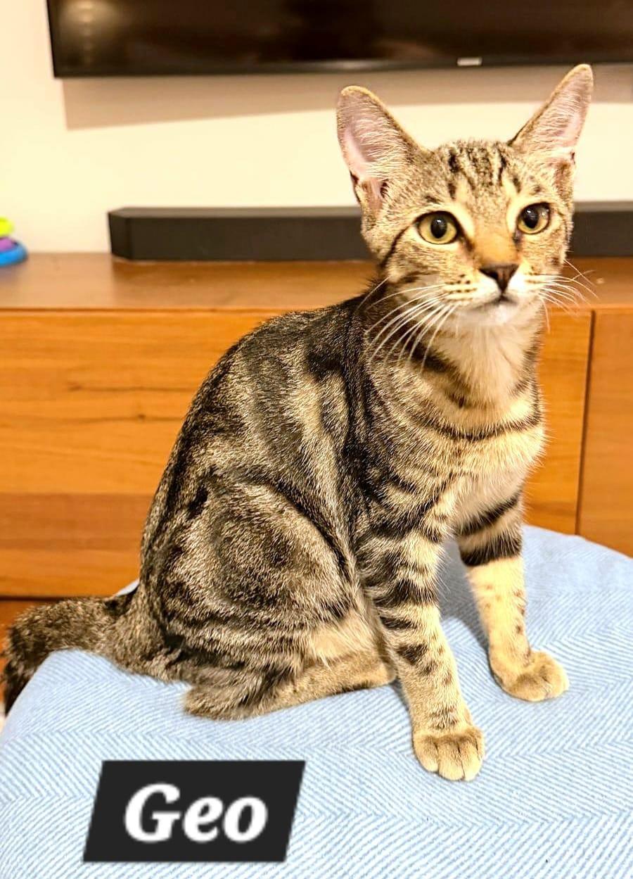Enlarge Geo, a Adoptable American Shorthair in New Castle, DE image 2/2