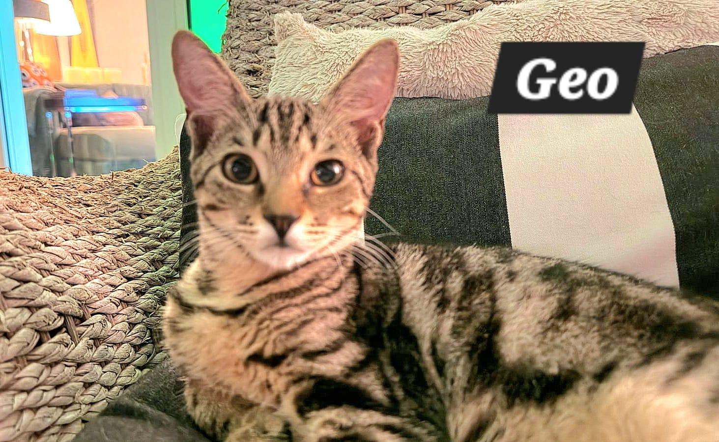 Geo, Adoptable, Young Male American Shorthair.