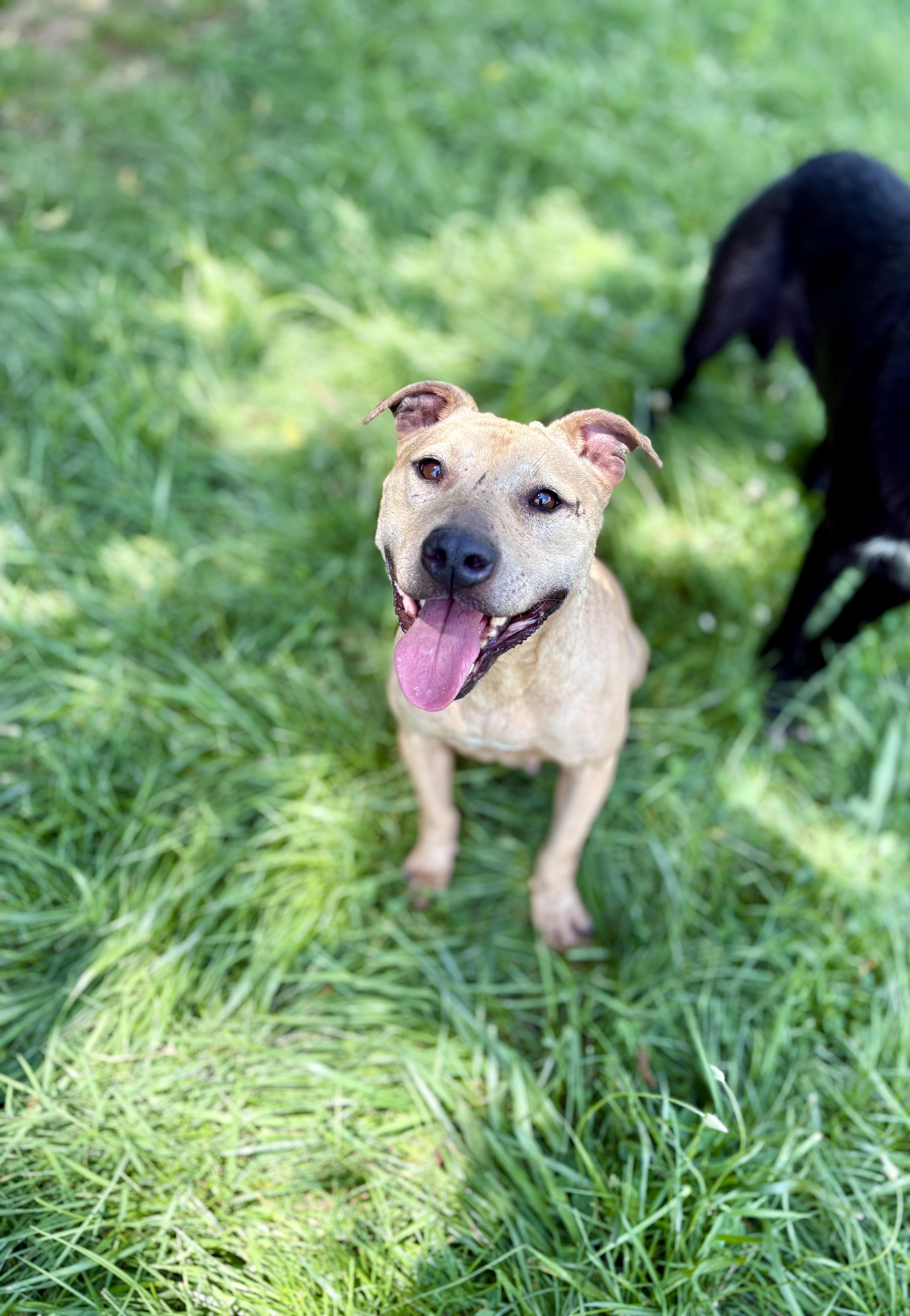 Enlarge Honey Bunz, a Adoptable mixed breed in Berea, KY image 1/1
