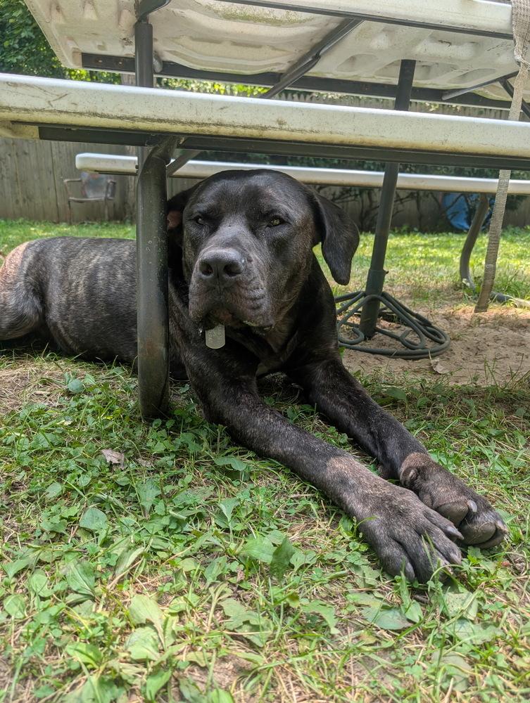 Ozzie, Adoptable, Adult Male Presa Canario.