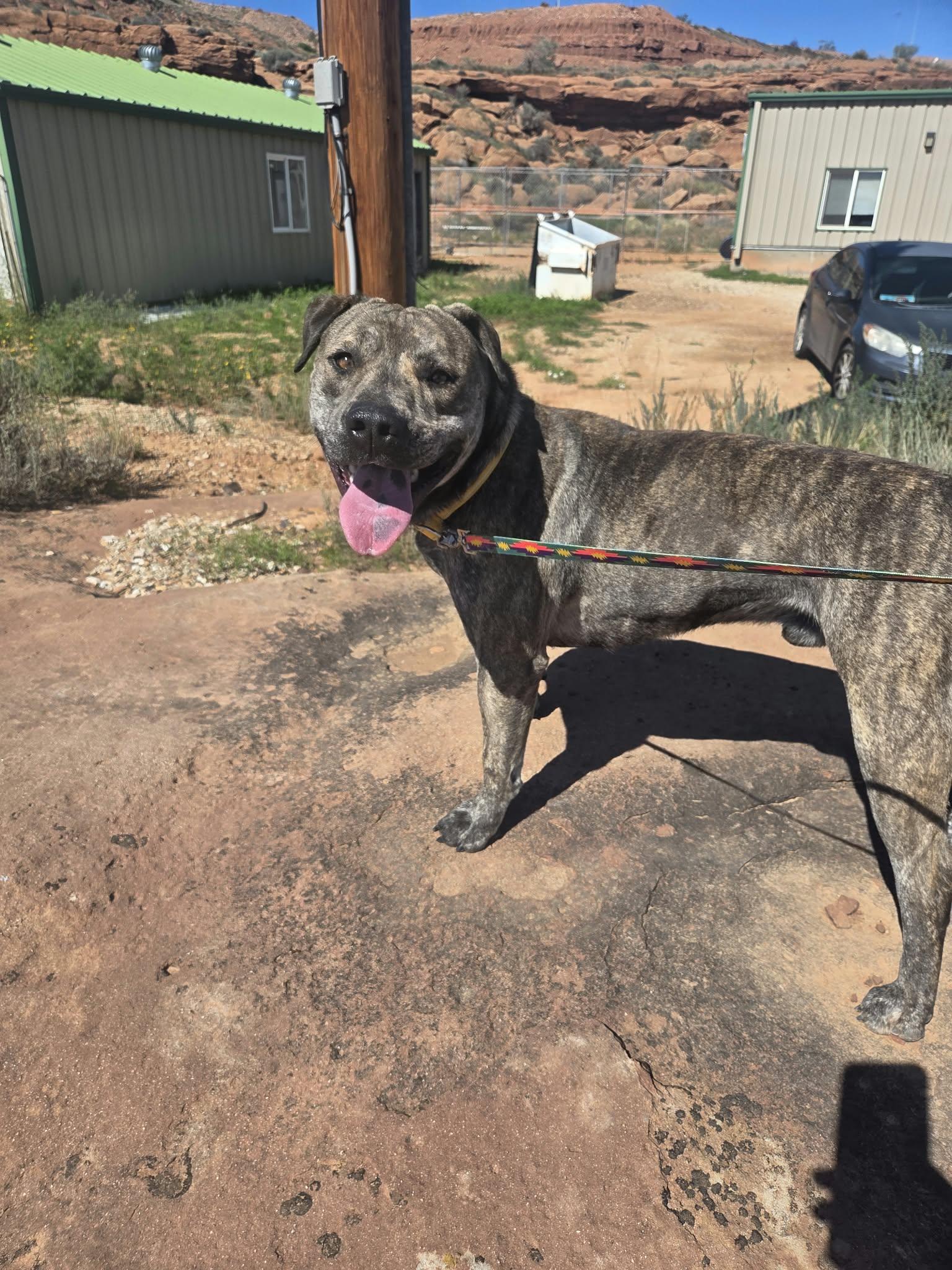 Enlarge Ruhn, a Adoptable mixed breed in Roosevelt, UT image 2/2