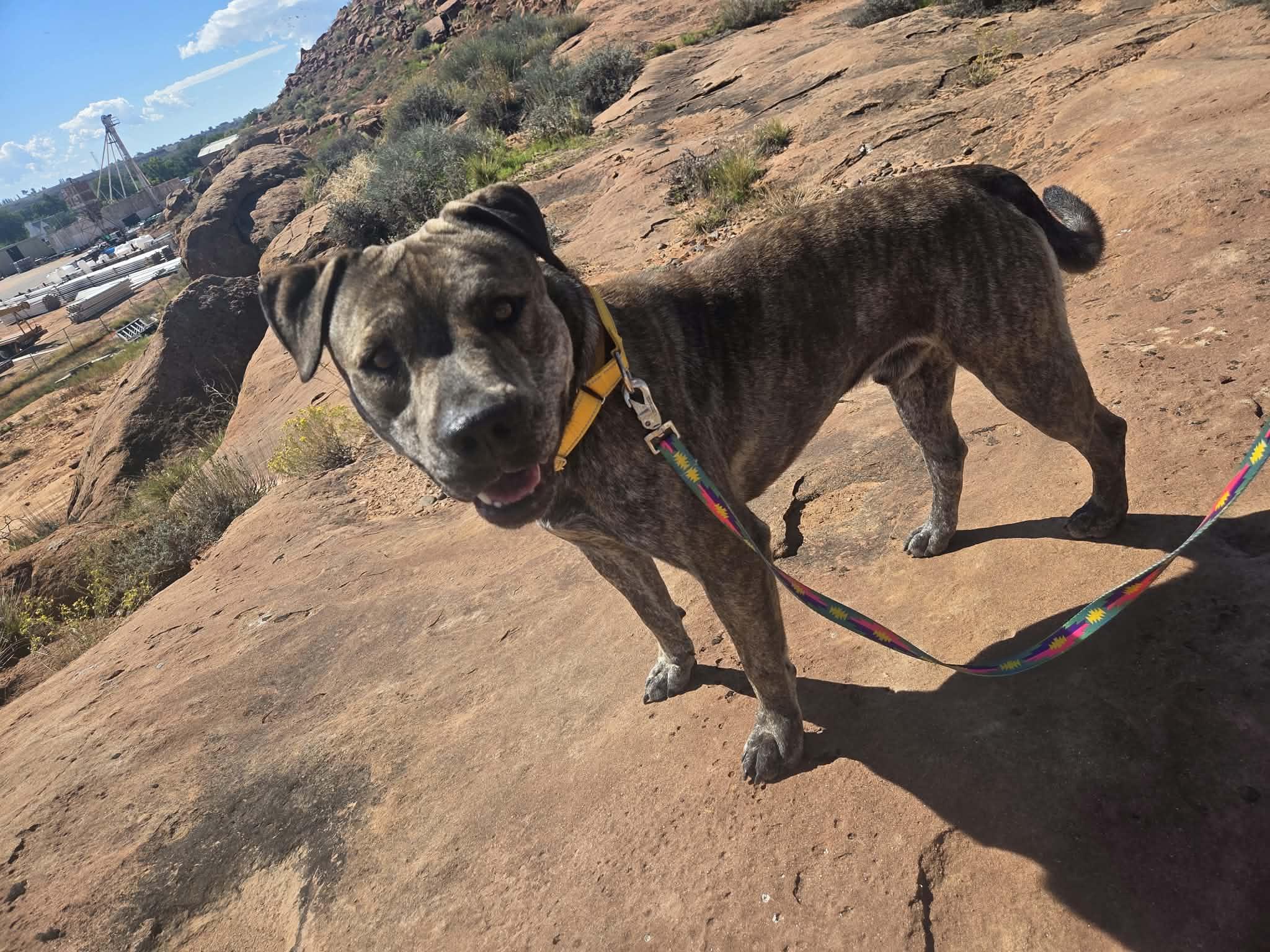 Ruhn, Adoptable, Adult Male Pit Bull Terrier.