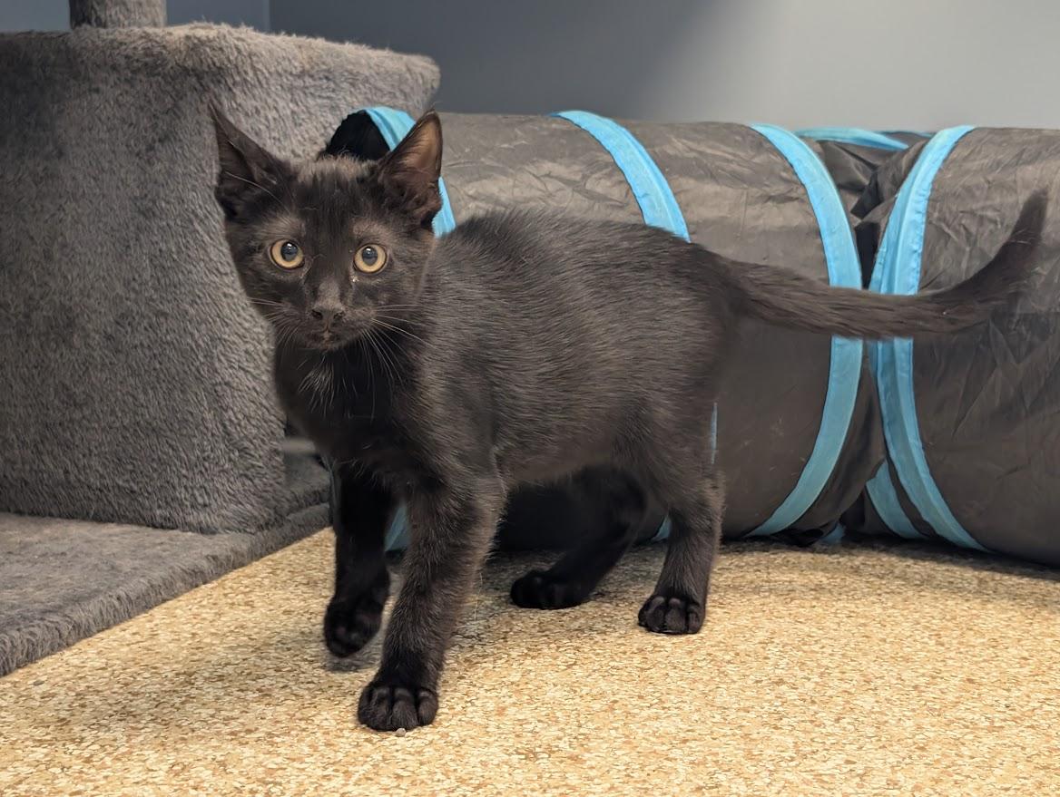 Enlarge Gotham, an adopted mixed breed in Waupun, WI image 3/4