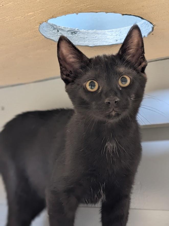 Gotham, adopted, Young Male Domestic Short Hair.