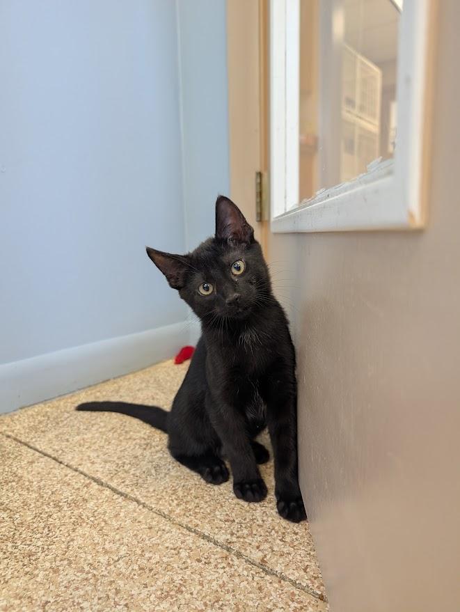 Enlarge Gotham, an adopted mixed breed in Waupun, WI image 2/4