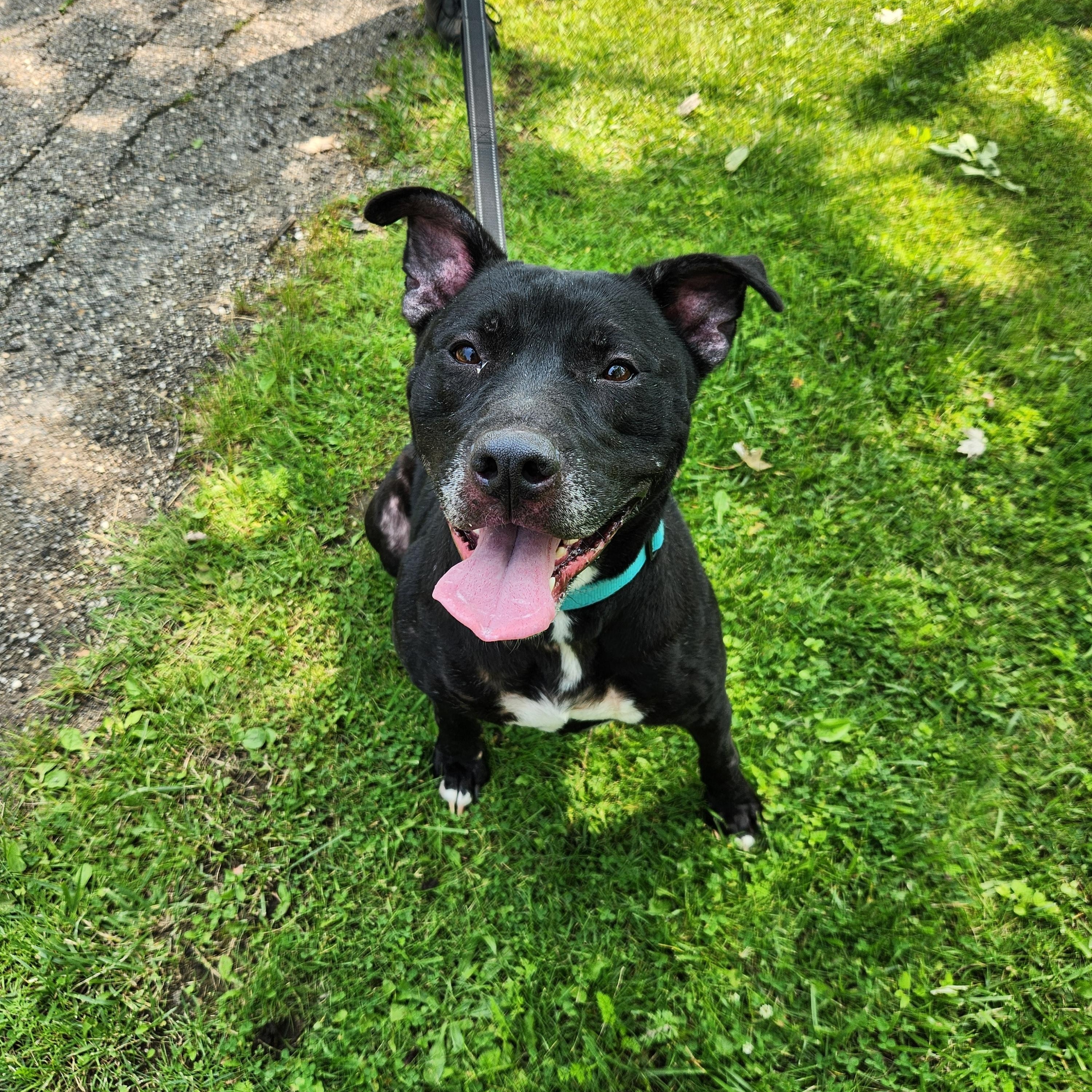 Payton, Adult Male Labrador Retriever