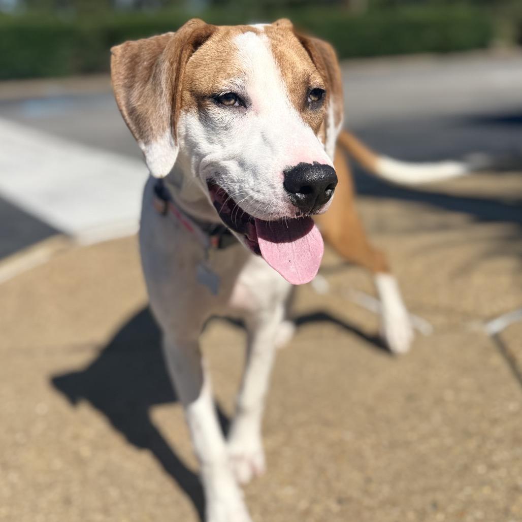 Georgie, Adoptable, Young Male Hound & Mixed Breed.