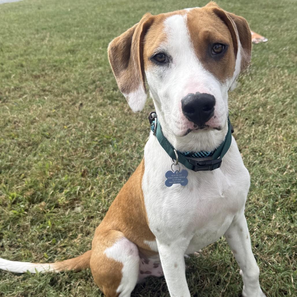 Enlarge Georgie, a Adoptable mixed breed in Chesapeake, VA image 2/2
