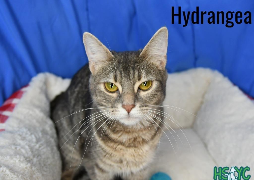Enlarge Hydrangea, a Adoptable mixed breed in Fort Mill, SC image 1/2