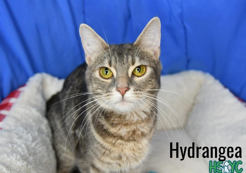 Enlarge Hydrangea, a Adoptable mixed breed in Fort Mill, SC image 2/2