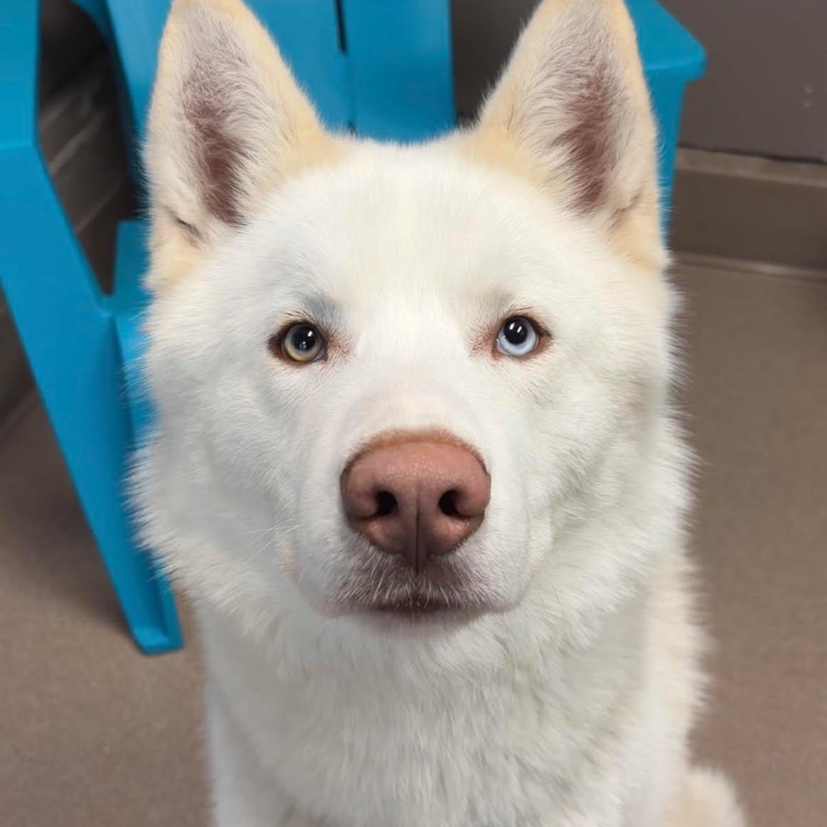 Yeti, ADOPTABLE, Young Male Husky.