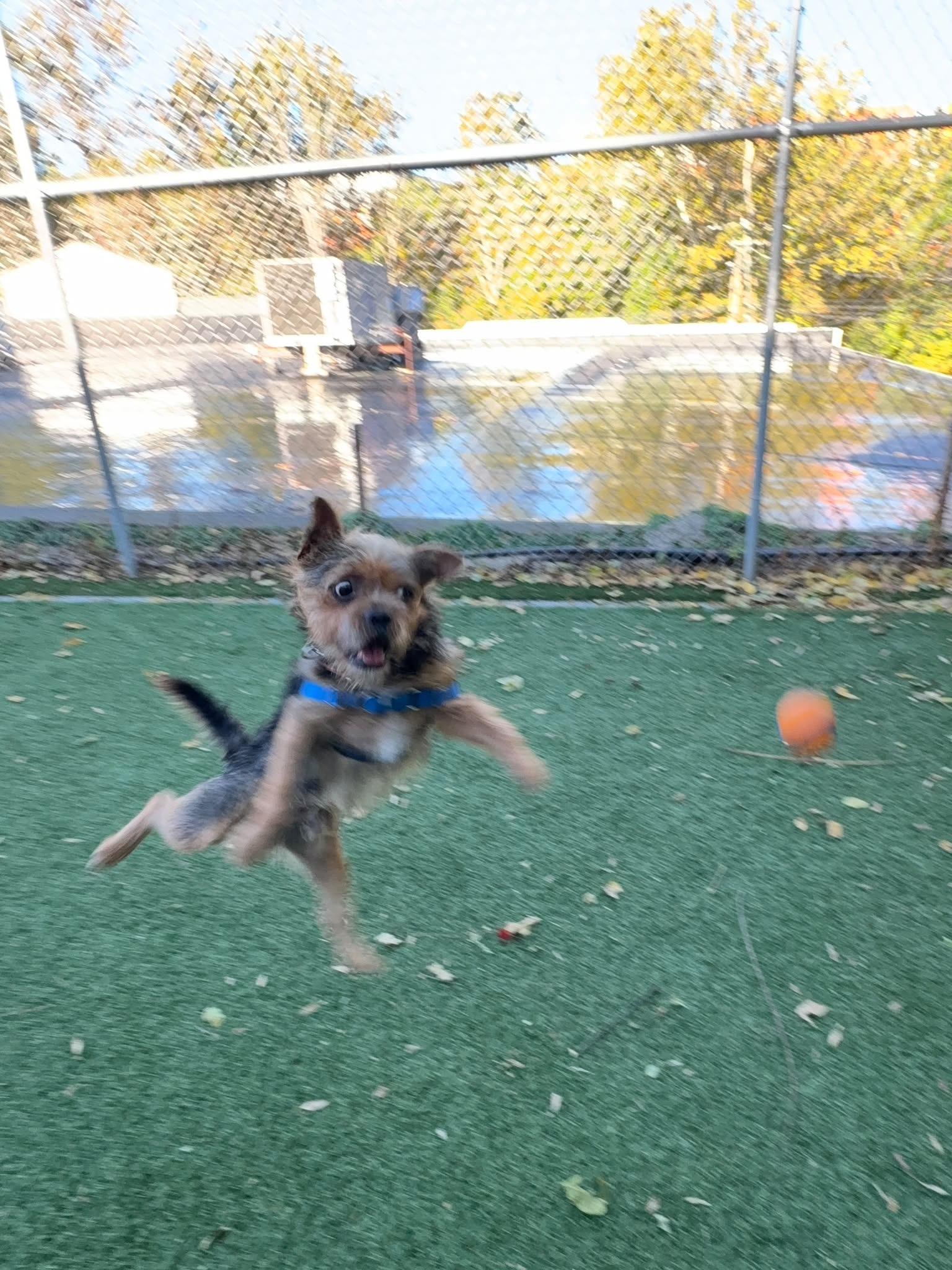 Enlarge Griff, a Adoptable mixed breed in Norwalk, CT image 3/5