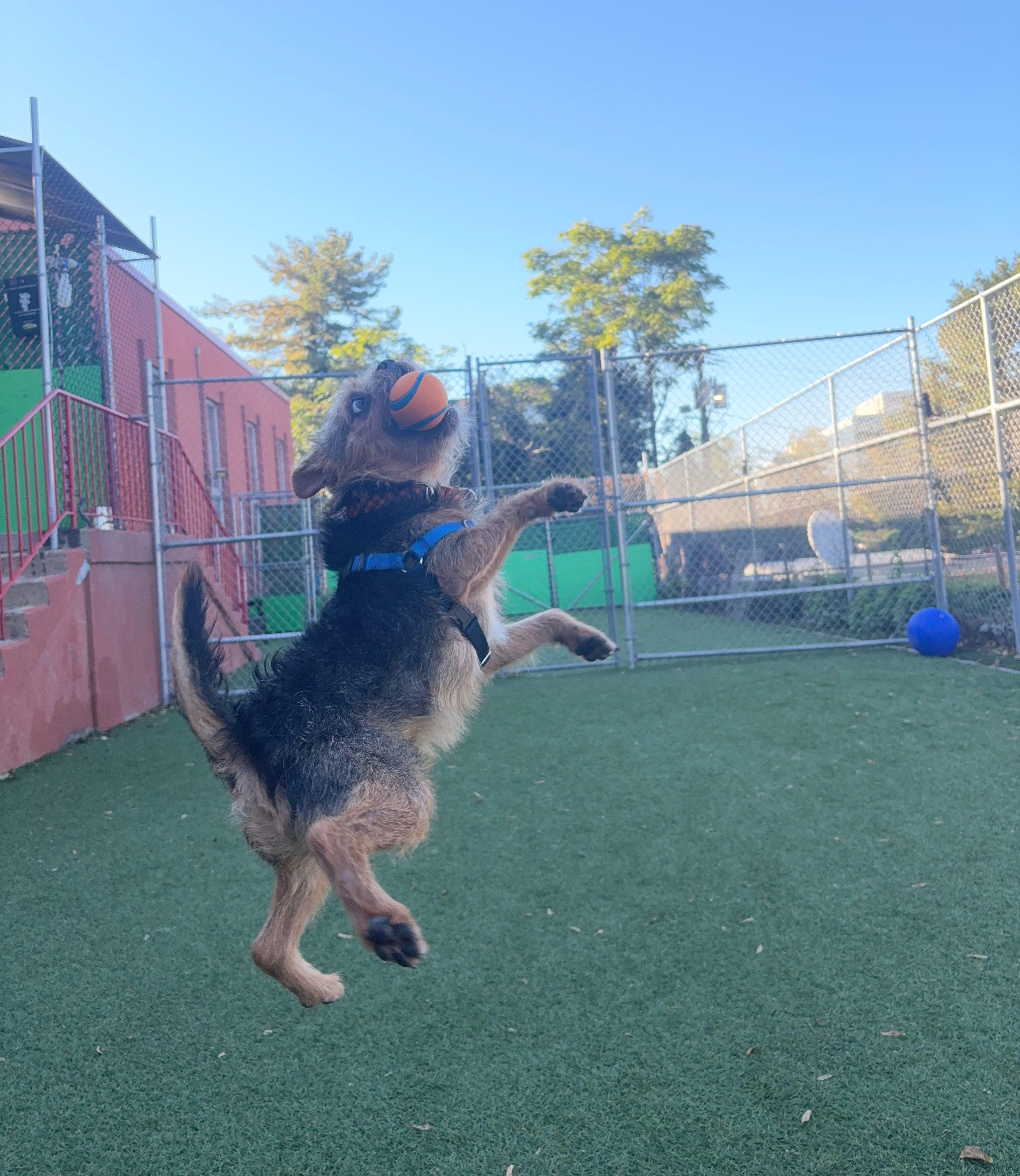 Enlarge Griff, a Adoptable mixed breed in Norwalk, CT image 2/5