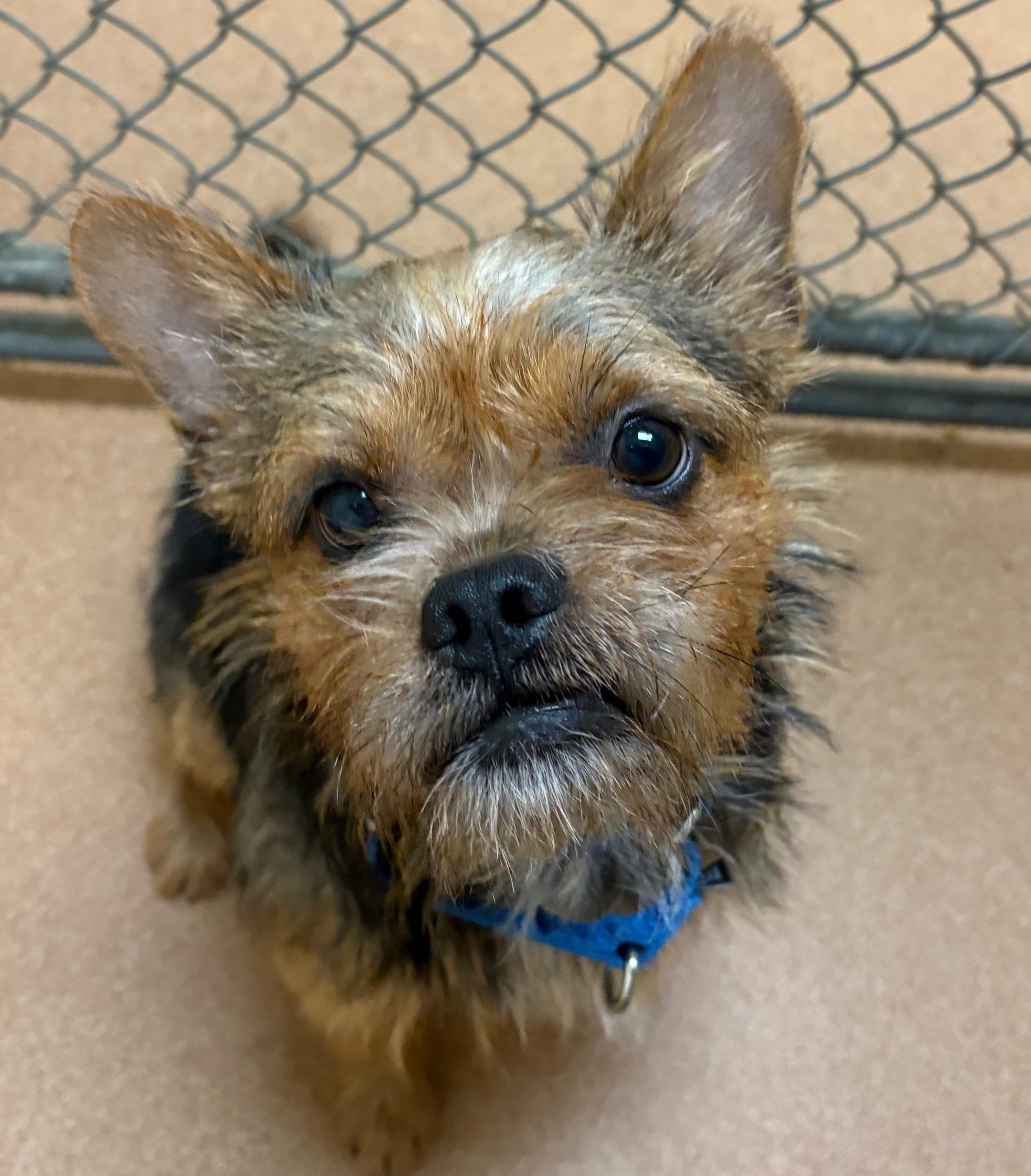 Griff, Adoptable, Young Male Terrier.