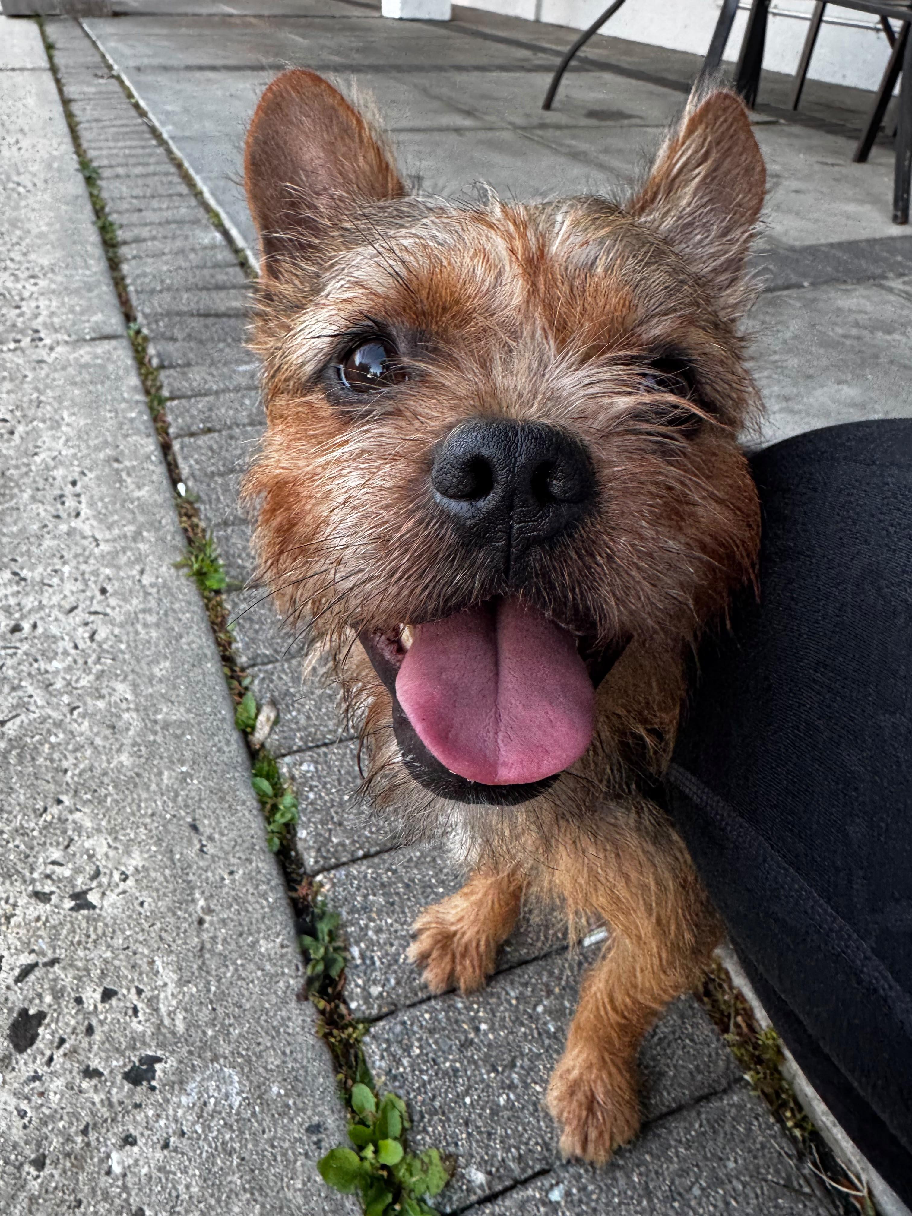 Enlarge Griff, a Adoptable mixed breed in Norwalk, CT image 5/5