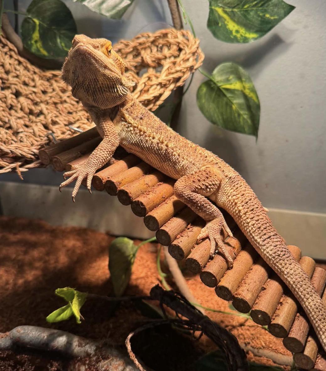 Blue, a ADOPTABLE Bearded Dragon in Maineville, OH image 5/5