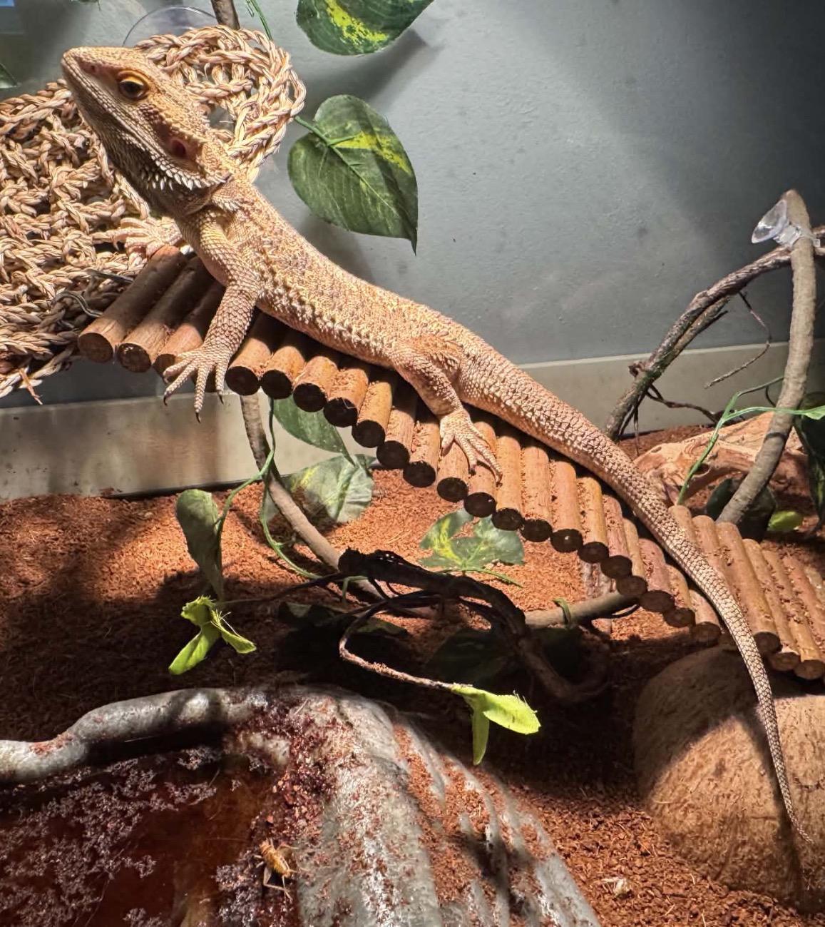 Blue, a ADOPTABLE Bearded Dragon in Maineville, OH image 4/5