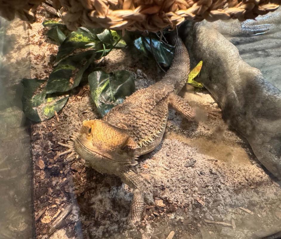 Blue, a ADOPTABLE Bearded Dragon in Maineville, OH image 3/5