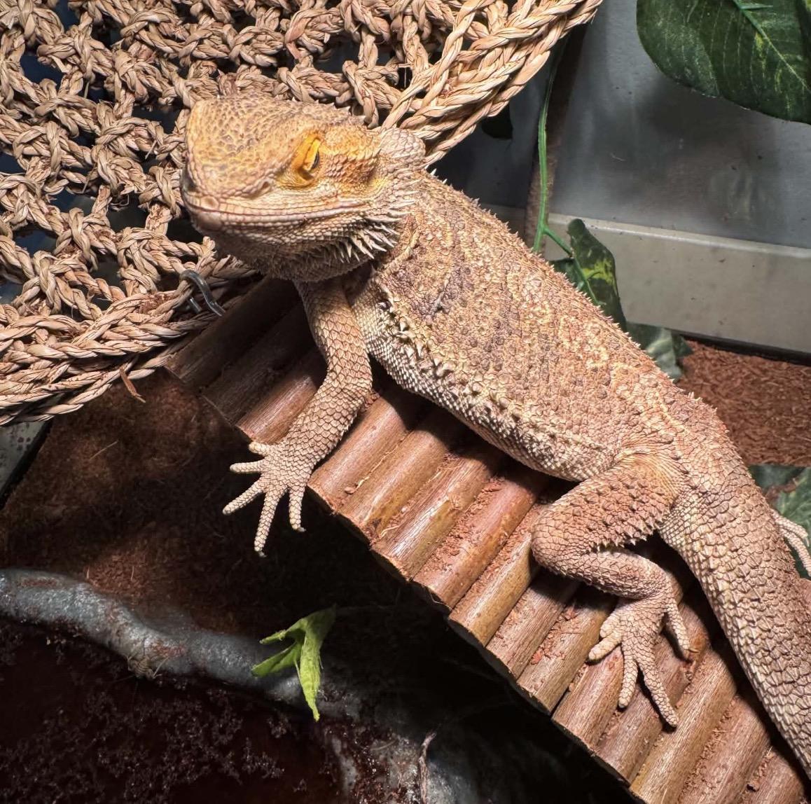 Blue, ADOPTABLE, Adult Female Bearded Dragon.