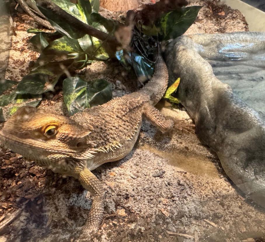 Blue, a ADOPTABLE Bearded Dragon in Maineville, OH image 2/5