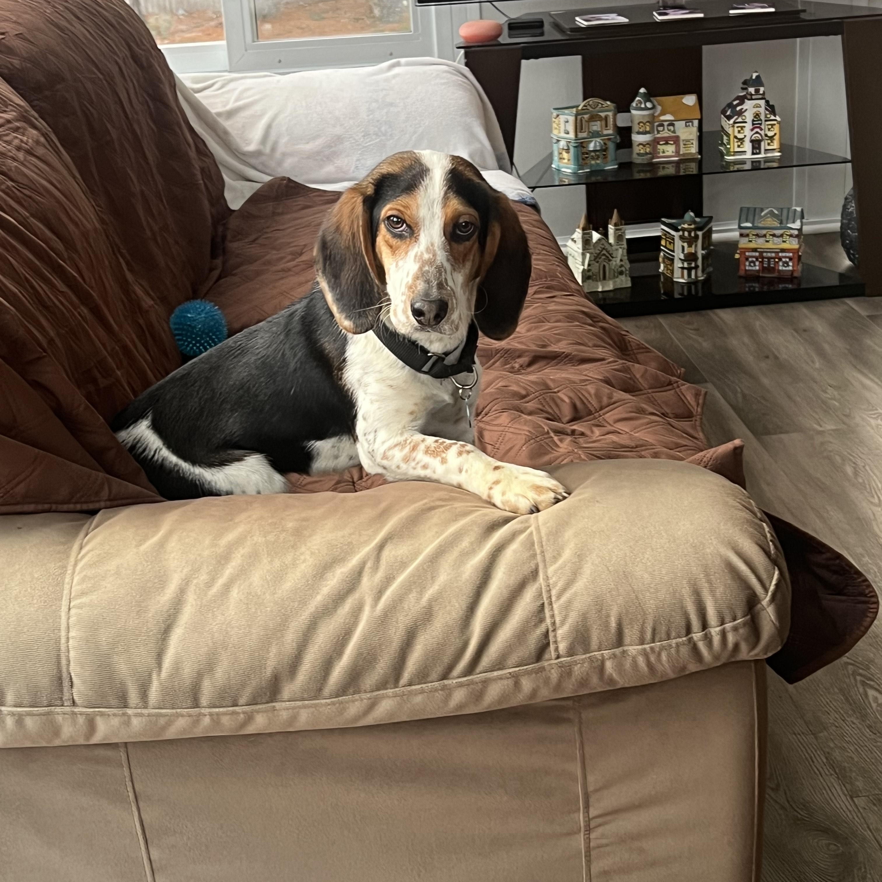 Snoopy, ADOPTABLE, Young Male Beagle.
