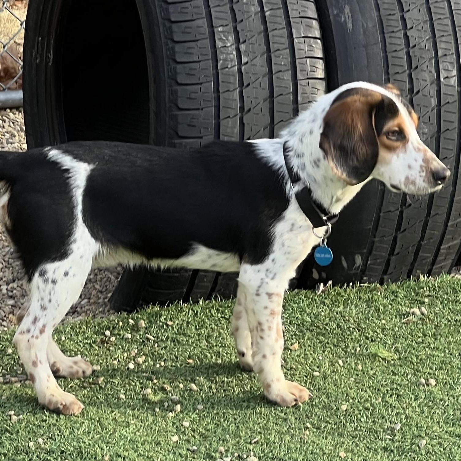 Enlarge Snoopy, a ADOPTABLE Beagle in Medfield, MA image 3/6