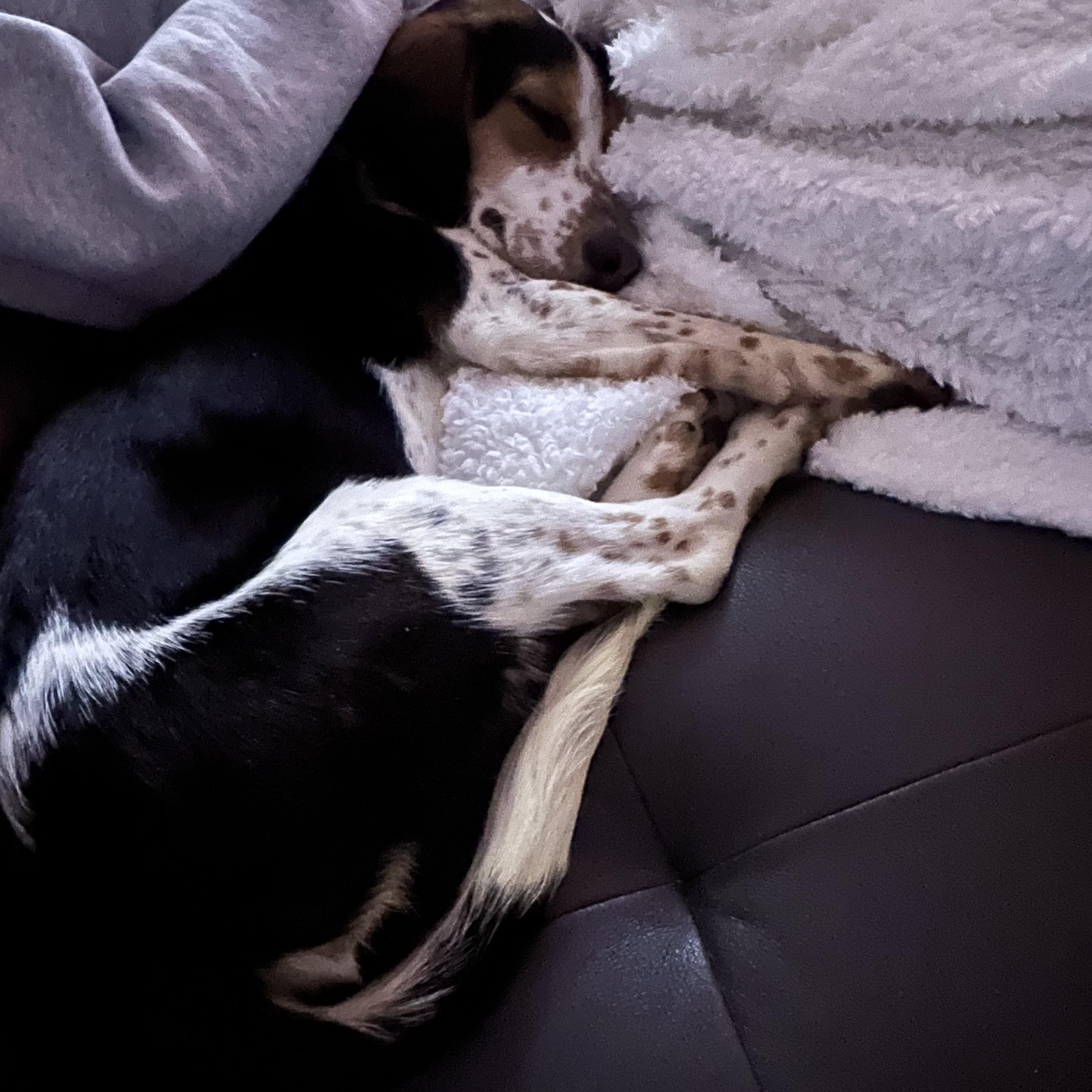 Enlarge Snoopy, a ADOPTABLE Beagle in Medfield, MA image 6/6