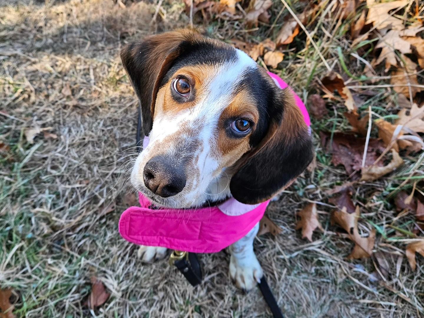 Enlarge Snoopy, a ADOPTABLE Beagle in Medfield, MA image 4/6