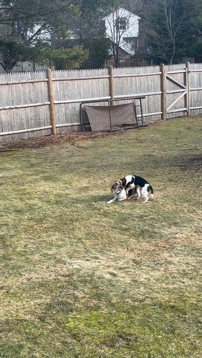 Enlarge Snoopy, a ADOPTABLE Beagle in Medfield, MA video 5/6