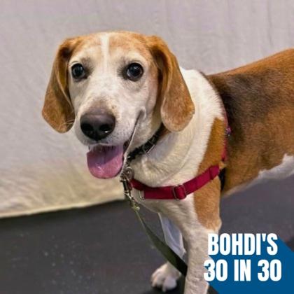 Bootleg, a Adoptable mixed breed in Richmond, VA image 1/3