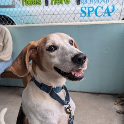 Bootleg, a Adoptable mixed breed in Richmond, VA image 3/3