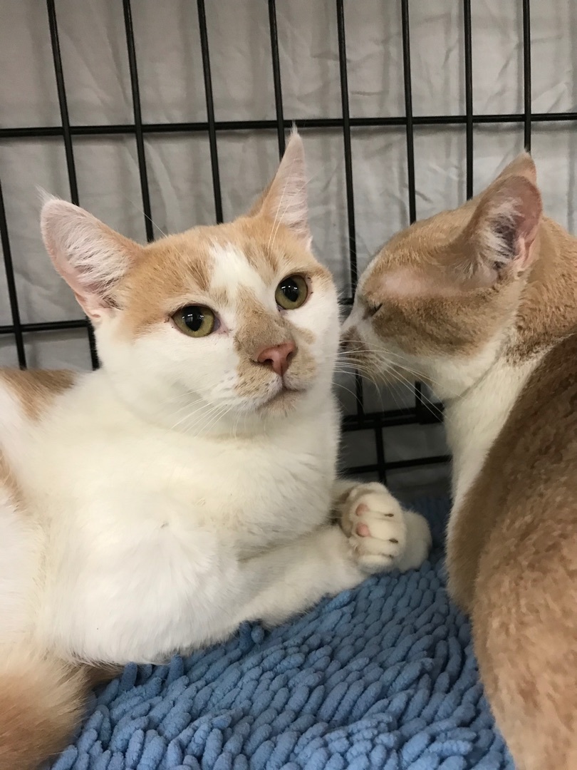 Enlarge Joey, a Adoptable American Shorthair in Vallejo, CA image 3/4