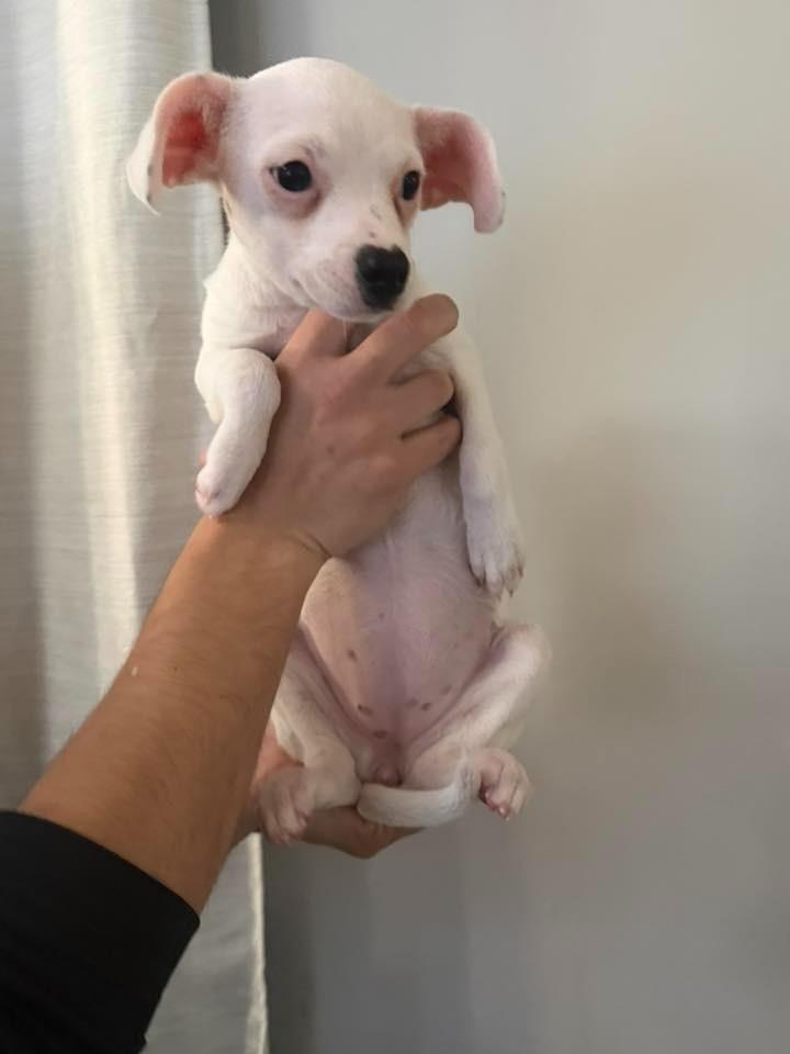 Enlarge Noel $600, a Adoptable Chihuahua in Milwaukee, WI image 1/5