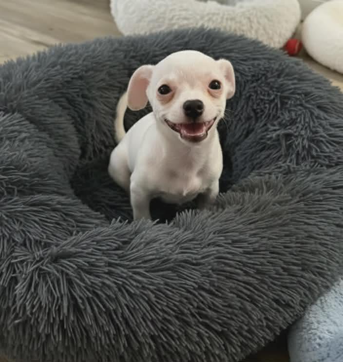 Enlarge Noel $600, a Adoptable Chihuahua in Milwaukee, WI image 2/5