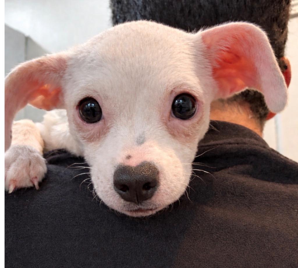 Enlarge Noel $600, a Adoptable Chihuahua in Milwaukee, WI image 3/5