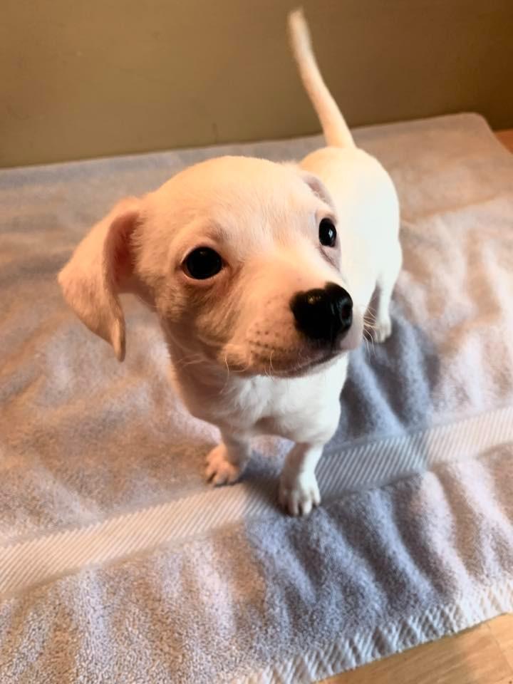 Enlarge Noel $600, a Adoptable Chihuahua in Milwaukee, WI image 4/5