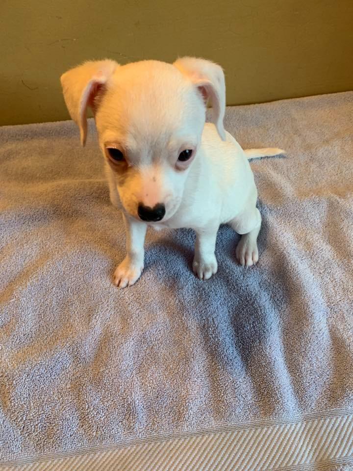 Enlarge Noel $600, a Adoptable Chihuahua in Milwaukee, WI image 5/5