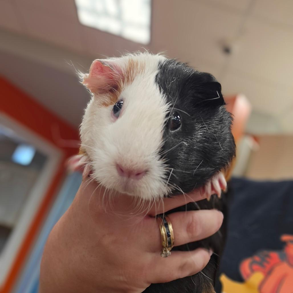 Pappy Van Winkle, Adoptable, Young Male Guinea Pig.