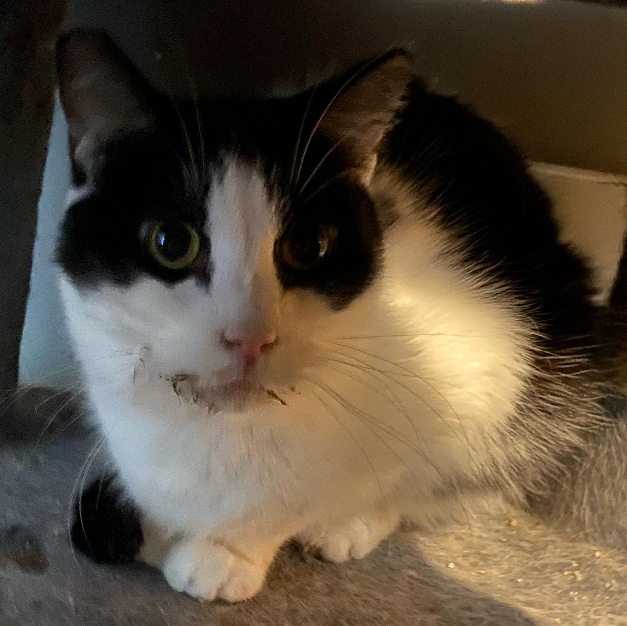 Tagalong, adopted, Senior Female Domestic Short Hair.