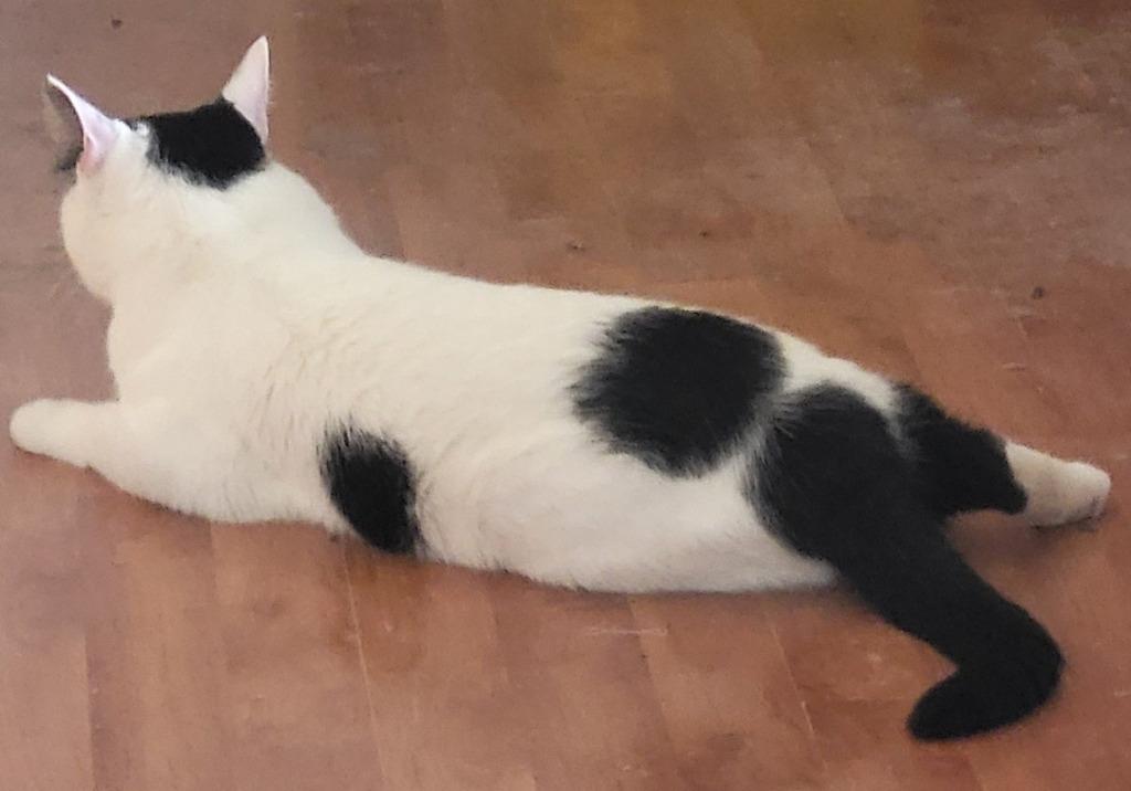 Enlarge Spotted Cat, a Adoptable mixed breed in St. Louis, MO image 1/4