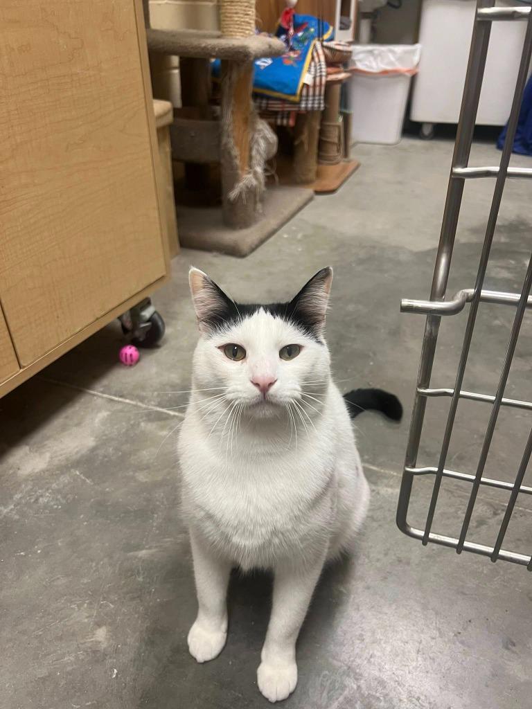 Enlarge Spotted Cat, a Adoptable mixed breed in St. Louis, MO image 2/4