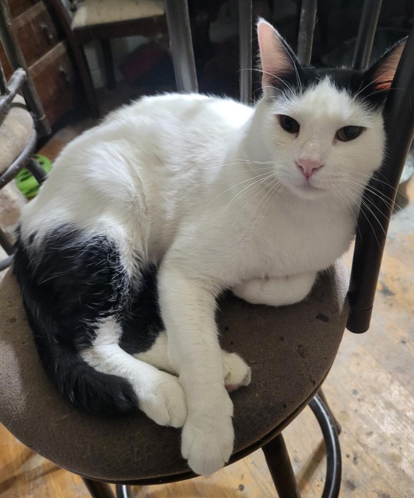 Enlarge Spotted Cat, a Adoptable mixed breed in St. Louis, MO image 3/4