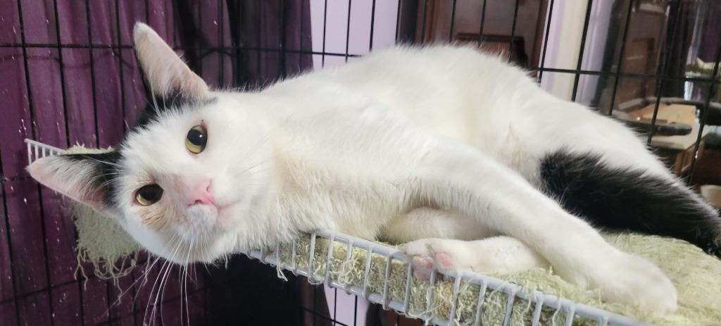 Enlarge Spotted Cat, a Adoptable mixed breed in St. Louis, MO image 4/4