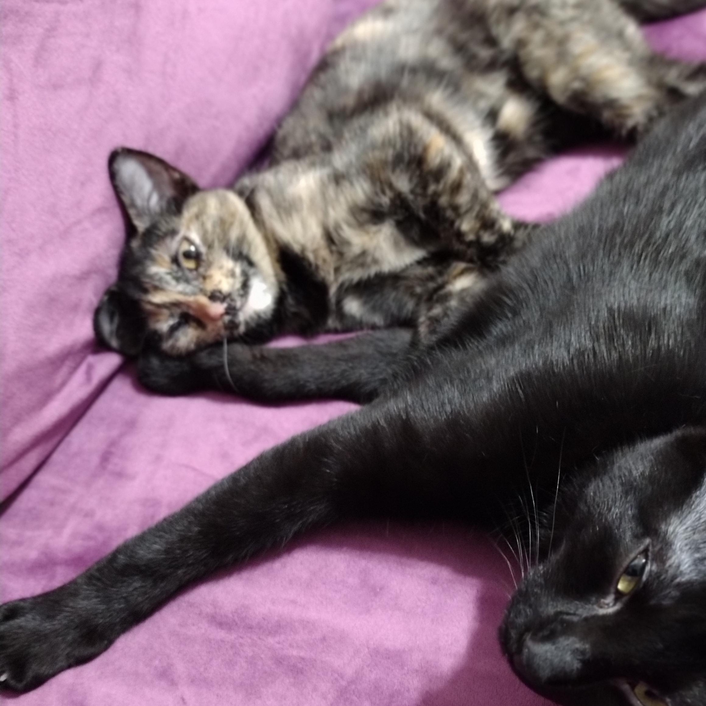Calliope, a ADOPTABLE Tortoiseshell in Brooklyn, NY image 5/5